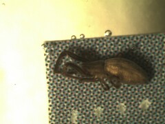 Uloborus walckenaerius