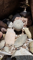 Mammillaria pectinifera