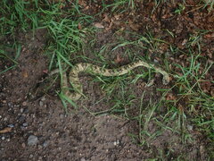 Crotalus molossus molossus