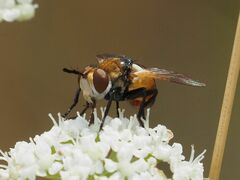 Gymnosoma