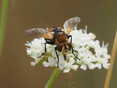 Gymnosoma