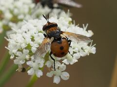 Gymnosoma