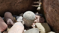 Mammillaria pectinifera