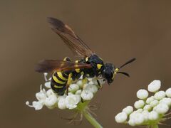 Tenthredo marginella