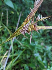 Carex intumescens