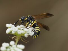 Tenthredo marginella