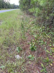 Carphephorus odoratissimus