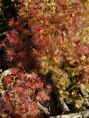 Drosera stolonifera