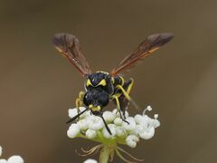 Tenthredo marginella