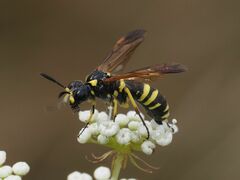 Tenthredo marginella
