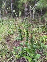 Carphephorus odoratissimus