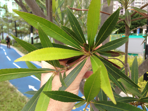 Elaeocarpus hainanensis