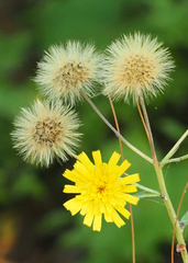 Hieracium