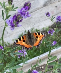 Aglais urticae