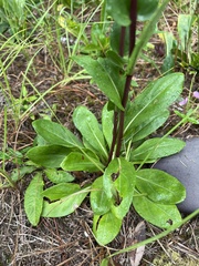 Carphephorus odoratissimus