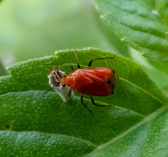 Ambracius dufouri