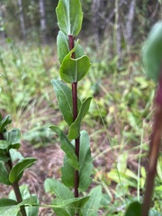 Carphephorus odoratissimus