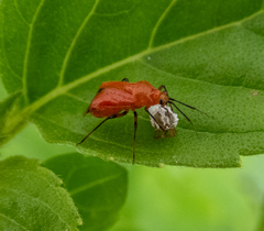Ambracius dufouri