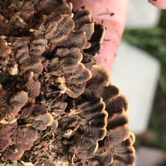 Thelephora terrestris