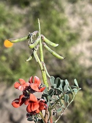 Indigofera procumbens