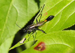 Ammophila procera