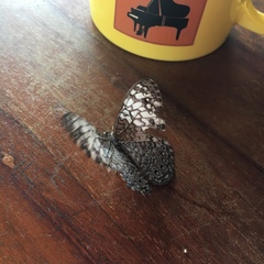 Hamadryas amphichloe