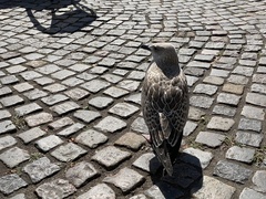 Larus argentatus