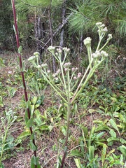Carphephorus odoratissimus
