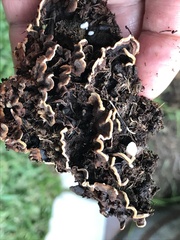 Thelephora terrestris