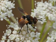 Gymnosoma
