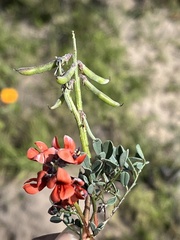 Indigofera procumbens