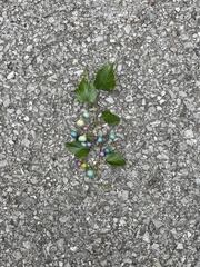 Ampelopsis