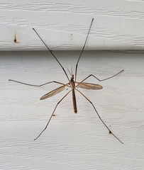 Tipula paludosa