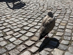 Larus argentatus