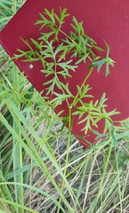 Peucedanum alsaticum