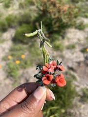 Indigofera procumbens