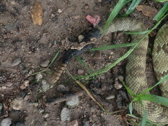 Crotalus molossus molossus