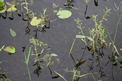 Hydrilla
