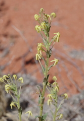 Lyperia