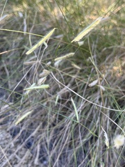 Bouteloua gracilis