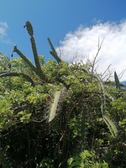 Acanthocereus tetragonus