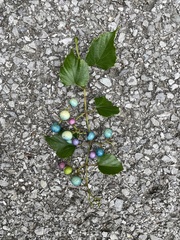 Ampelopsis