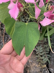 Bauhinia
