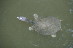Apalone ferox