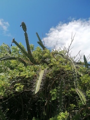 Acanthocereus tetragonus