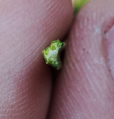 Peucedanum alsaticum