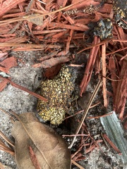 Pisolithus arenarius