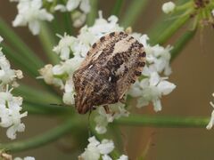 Eurygaster testudinaria