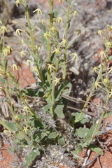 Lyperia