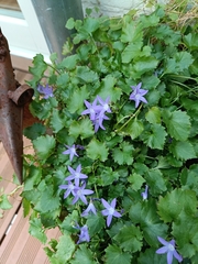 Campanula poscharskyana